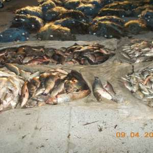 Peste 200 kilograme de peşte şi plase monofilament, confiscate de poliţiştii de frontieră tulceni