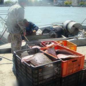 Ambarcaţiune ucraineană surprinsă la braconat în Marea Neagră de nava Poliţiei de Frontieră MAI 2110