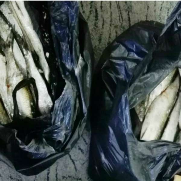 Braconieri depistaţi de poliţiştii de frontieră brăileni