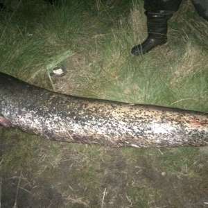 124 kilograme de peşte pescuite ilegal, confiscate de poliţiştii de frontieră constănţeni