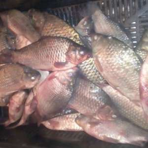 124 kilograme de peşte pescuite ilegal, confiscate de poliţiştii de frontieră constănţeni