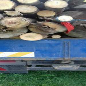 Transport ilegal de material lemnos depistat de poliţiştii de frontieră