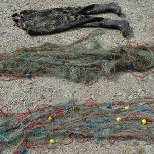 Doi bărbați surprinși la pescuit în perioada de prohibiție de către polițiștii de frontieră