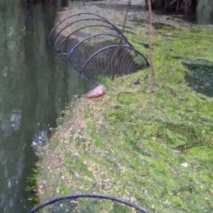 Aproximativ 60 kg de peşte redat mediului natural şi unelte de pescuit ridicate de poliţiştii de frontieră brăileni