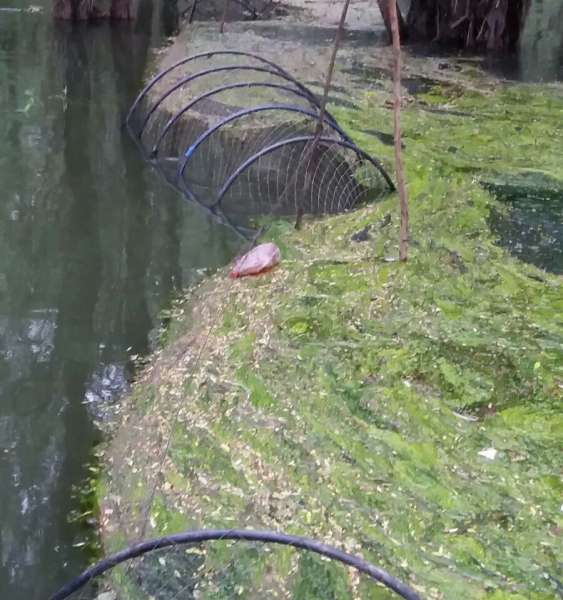 Aproximativ 60 kg de peşte redat mediului natural şi unelte de pescuit ridicate de poliţiştii de frontieră brăileni
