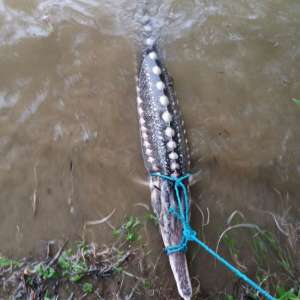 Aproximativ 60 kg de peşte redat mediului natural şi unelte de pescuit ridicate de poliţiştii de frontieră brăileni