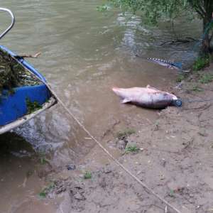 Aproximativ 60 kg de peşte redat mediului natural şi unelte de pescuit ridicate de poliţiştii de frontieră brăileni