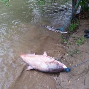 Aproximativ 60 kg de peşte redat mediului natural şi unelte de pescuit ridicate de poliţiştii de frontieră brăileni