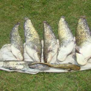 Cetățean român surprins pe brațul Borcea al fluviului Dunărea, în timp ce pescuia folosind un dispozitiv electric interzis de lege