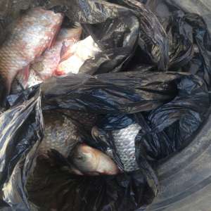 Pește ascuns în roata de rezervă a unui autoturism,  descoperit de poliţiştii de frontieră gălăţeni