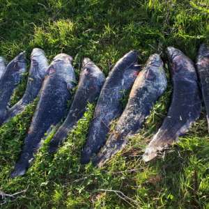 80 kilograme de peşte şi plase de pescuit în lungime de peste 1.300 metri, confiscate de poliţiştii de frontieră tulceni