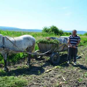 Zeci de mii de tigarete de contrabandă, ascunse într-un atelaj hipo, plin cu iarbă