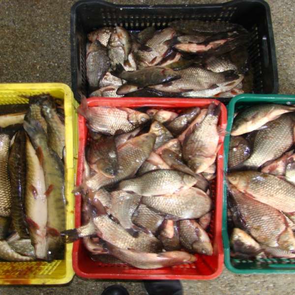 Aproximativ 100 kg peşte fără documente legale, confiscate de poliţiştii de frontieră tulceni