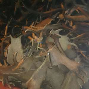 Un cetățean ceh intenționa să scoată din țară 680 de coarne de cerb,  fără a avea documentele legale