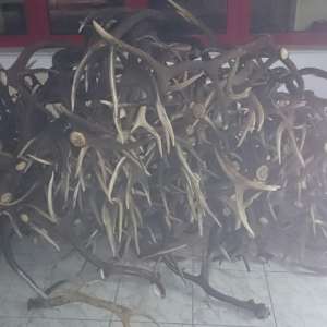 Un cetățean ceh intenționa să scoată din țară 680 de coarne de cerb,  fără a avea documentele legale