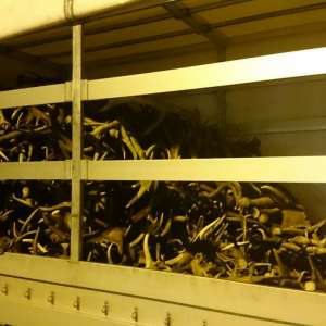 Un cetățean ceh intenționa să scoată din țară 680 de coarne de cerb,  fără a avea documentele legale