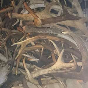 Un cetățean ceh intenționa să scoată din țară 680 de coarne de cerb,  fără a avea documentele legale