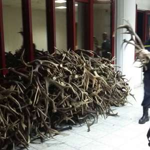 Un cetățean ceh intenționa să scoată din țară 680 de coarne de cerb,  fără a avea documentele legale