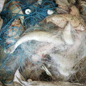 Peste 100 kilograme de peşte fără documente legale şi plase monofilament, confiscate de poliţiştii de frontieră tulceni