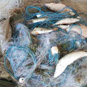 Peste 100 kilograme de peşte fără documente legale şi plase monofilament, confiscate de poliţiştii de frontieră tulceni