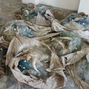 Peste 100 kilograme de peşte fără documente legale şi plase monofilament, confiscate de poliţiştii de frontieră tulceni