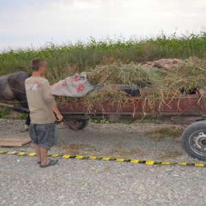 Atelaje hipo încărcate cu ţigări de contrabandă, depistate la frontieră