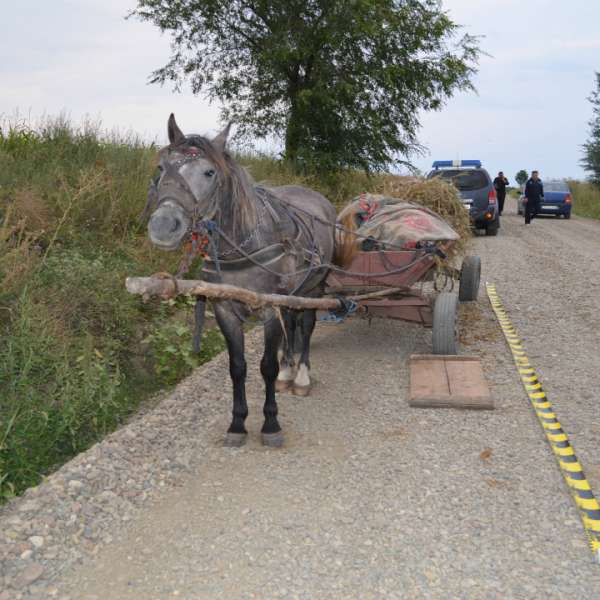 Atelaje hipo încărcate cu ţigări de contrabandă, depistate la frontieră