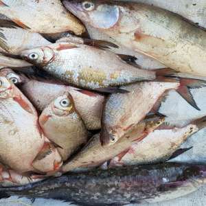 Lucrări penale pentru braconaj piscicol, întocmite de poliţiştii de frontieră brăileni şi gălăţeni