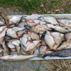 Lucrări penale pentru braconaj piscicol, întocmite de poliţiştii de frontieră brăileni şi gălăţeni