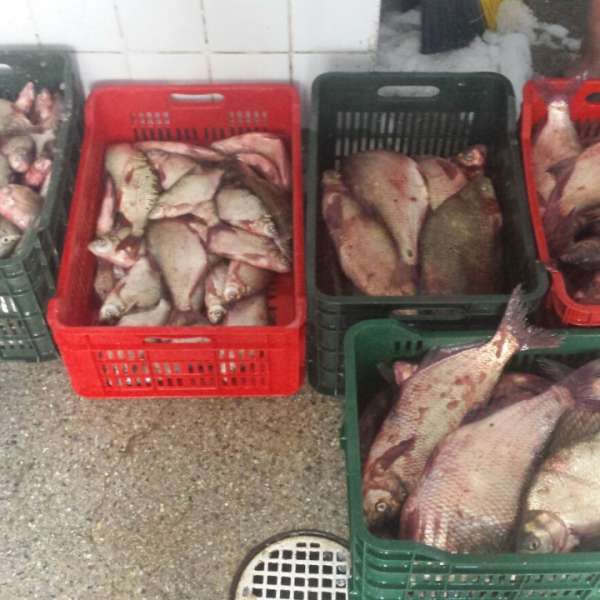 Aproximativ 100 kilograme de peşte fără documente legale, confiscate de poliţiştii de frontieră tulceni