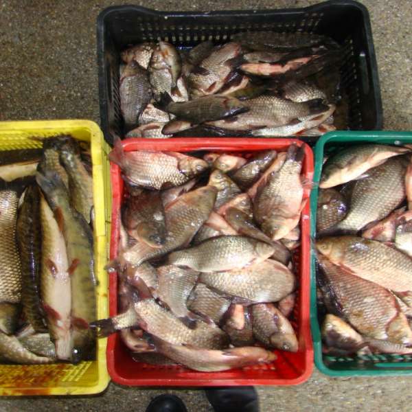 Aproximativ 80 kilograme de peşte fără documente legale, confiscate de poliţiştii de frontieră tulceni