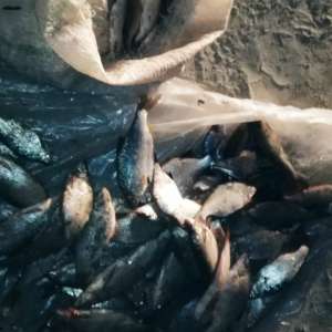 Fraţi braconieri depistaţi de poliţiştii de frontieră brăileni   