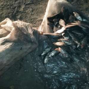 Fraţi braconieri depistaţi de poliţiştii de frontieră brăileni   