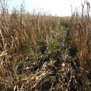 Doi gălăţeni prinsi la furat de către poliţiştii de frontieră