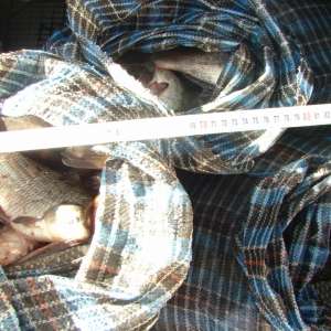 Peste 80 kilograme de peşte fără documente legale şi o armă de vânătoare, confiscate de poliţiştii de frontieră tulceni