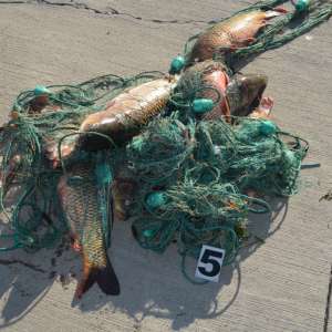 Peste 200 kilograme de peşte confiscate de poliţiştii de frontieră gălăţeni   