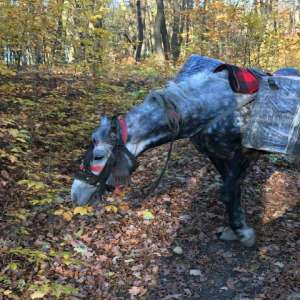 3.000 pachete ţigări de contrabandă, transportate peste frontieră cu calul