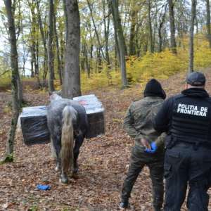 3.000 pachete ţigări de contrabandă, transportate peste frontieră cu calul
