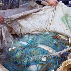 Peste 220 kg peşte fără documente legale şi plase monofilament, confiscate de poliţiştii de frontieră tulceni