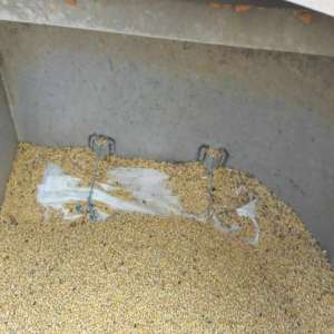 Ţigarete de contrabandă ascunse în soia