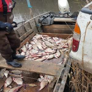 Aproximativ 650 kilograme de peşte fără documente legale, confiscate de poliţiştii de frontieră tulceni