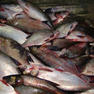 Peste 70 kg peşte fără documente legale,  confiscate de poliţiştii de frontieră tulceni