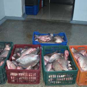 Aproximativ 140 kg peşte fără documente legale, confiscate la Tulcea