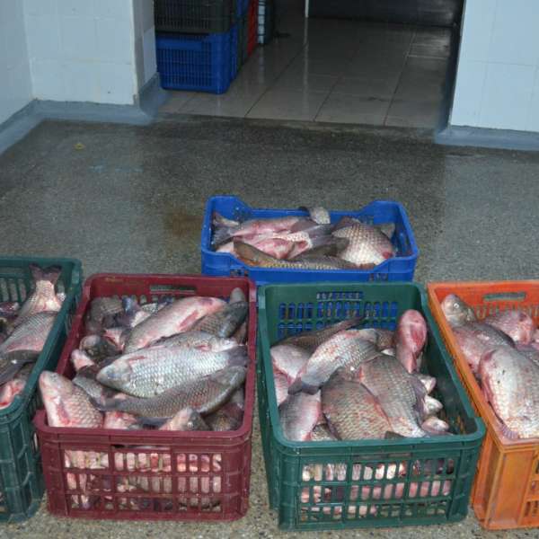 Aproximativ 140 kg peşte fără documente legale, confiscate la Tulcea