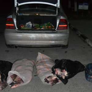 Aproximativ 140 kg peşte fără documente legale, confiscate la Tulcea