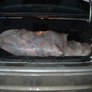 Aproximativ 140 kg peşte fără documente legale, confiscate la Tulcea