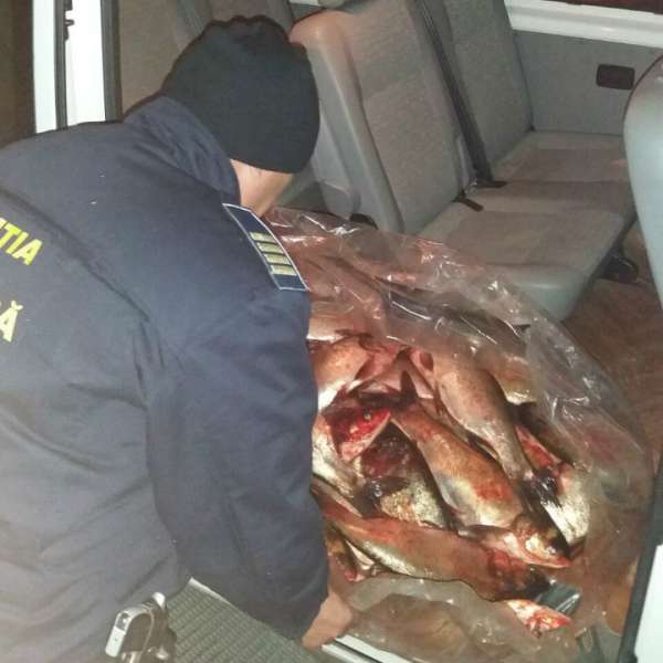 130 kg de pește, transportat fără documente legale, confiscat de polițiștii de frontieră mehedințeni