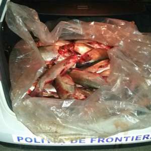 130 kg de pește, transportat fără documente legale, confiscat de polițiștii de frontieră mehedințeni