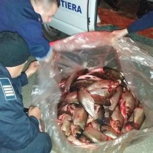 130 kg de pește, transportat fără documente legale, confiscat de polițiștii de frontieră mehedințeni