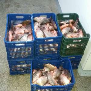 155 kilograme de peşte fără documente legale, confiscate de poliţiştii de frontieră tulceni